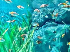 -上海海洋水族馆