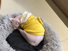 -藏猫猫咖啡主题馆(中央大道店)