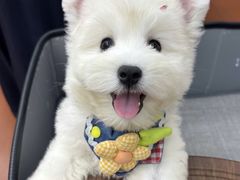 -翊宠yipet猫狗购宠庄园犬舍•猫舍