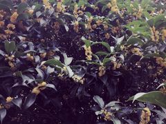 -崇明东平国家森林公园烧烤房车露营地