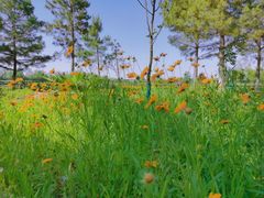-合肥滨湖国家森林公园
