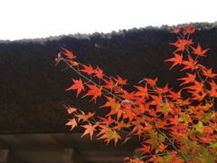 -常寂光寺