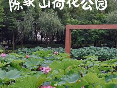 -陈家山荷花公园