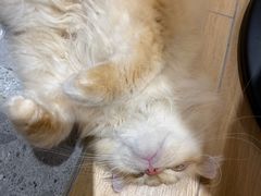 -米乐乖乖猫咪咖啡馆·猫咖(深圳湾后海汇店)