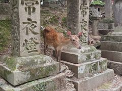 -奈良公园