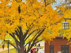 -千年银杏谷文化旅游区
