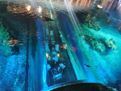 -海棠湾洲际-涛·海底餐厅·美人鱼·自助餐·海底隧道