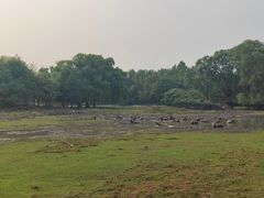 -北京麋鹿生态实验中心