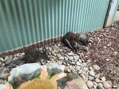 -费瑟代尔野生动物园