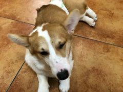 -more than meow吴止猫主题餐厅(承德 中船汇店)