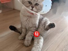 -宠福鑫康馨动物医院·骨科·眼科