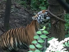 -哈尔滨北方森林动物园