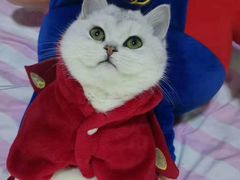 -喵zoo家庭繁育猫舍(尖东智能花园店)