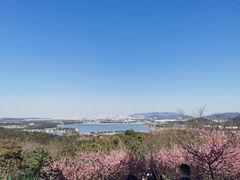 -香雪海
