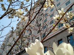 -中国医科大学附属盛京医院(南湖院区)