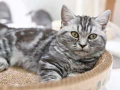 -COLOR PETS 撸猫馆·购猫·猫咖(长风大悦城店)