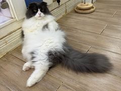 -李小姐の猫咖啡馆(五角场店)