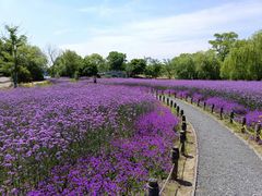 -梁鸿国家湿地公园