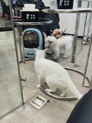 -蚂蚁造型俱乐部