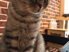 -猫友咖啡店(玉林西路店)
