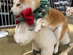 -逗柴咖啡屋·狗咖猫咖宠物桌游