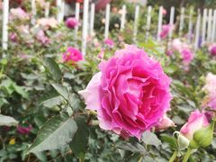 -人民公园(罗湖区)