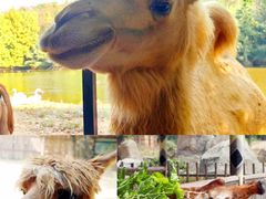 -杭州野生动物世界