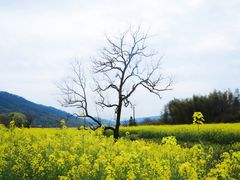-塔川景区