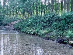-桤木河湿地公园