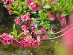 -桃花涧