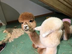 -藦茜花园宠物主题亲子互动体验馆(国顺东路店)
