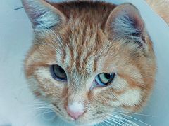 -瑞派·关忠动物医院·猫专科·犬专科(三环新城店)