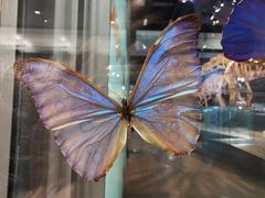 -墨尔本博物馆(Melbourne Museum)