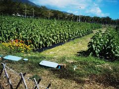 -亚龙湾国际玫瑰谷