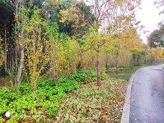 -昆山城市生态森林公园