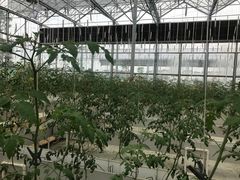 -迪茵湖田家舍生态农场