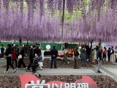 -嘉定紫藤园