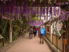 -呀路古热带植物园