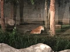 -清迈夜间动物园