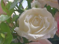 -爱尚花坊(大林路店)