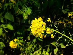-大自然农场蔬菜草莓采摘园
