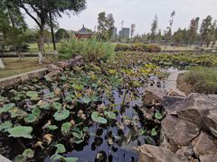 -河泥荡文化公园