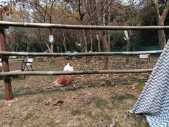 -南宁良凤江国家森林公园