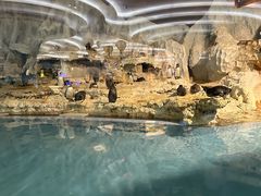 -帝企鹅自助餐厅•儿童岛•真企鹅(长隆企鹅酒店)