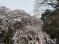 -京都御所