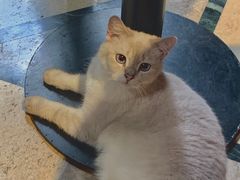 -猫色咖啡·猫咖
