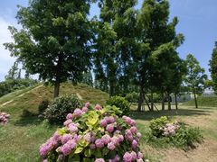 -上海长兴岛郊野公园