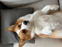 -宠福鑫康馨动物医院·骨科·眼科