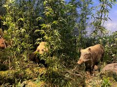 -陕西自然博物馆