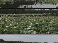 -荷塘月色湿地公园·向阳花洲
